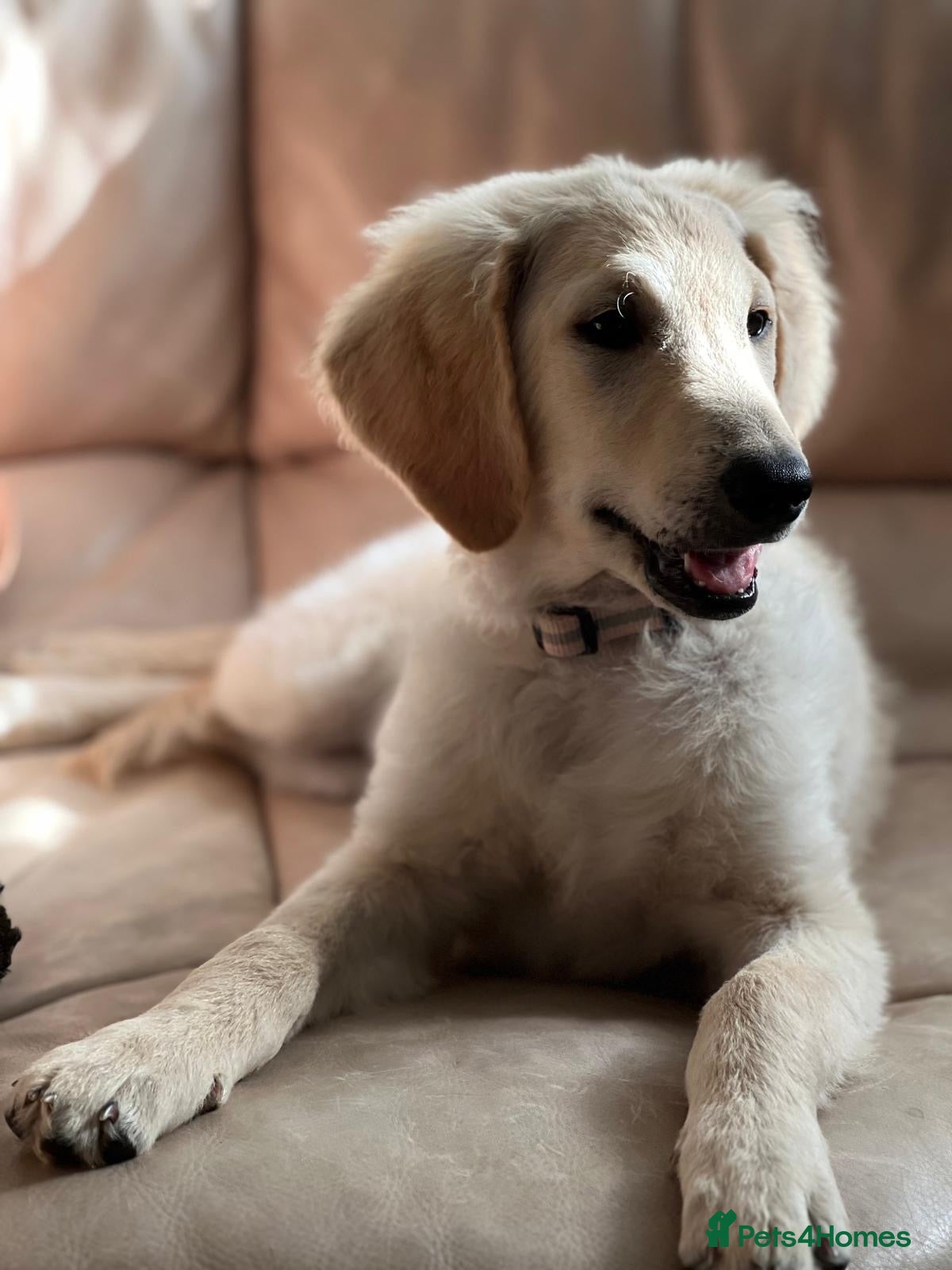 Goldendoodle dogs 🐾 Goldendoodle large girl ready now 🐾 - Advert 2