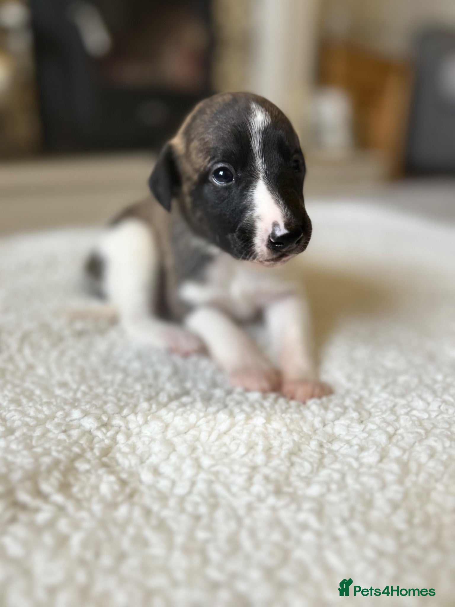 Whippet dogs Stunning pedigree whippet puppies  - Advert 1