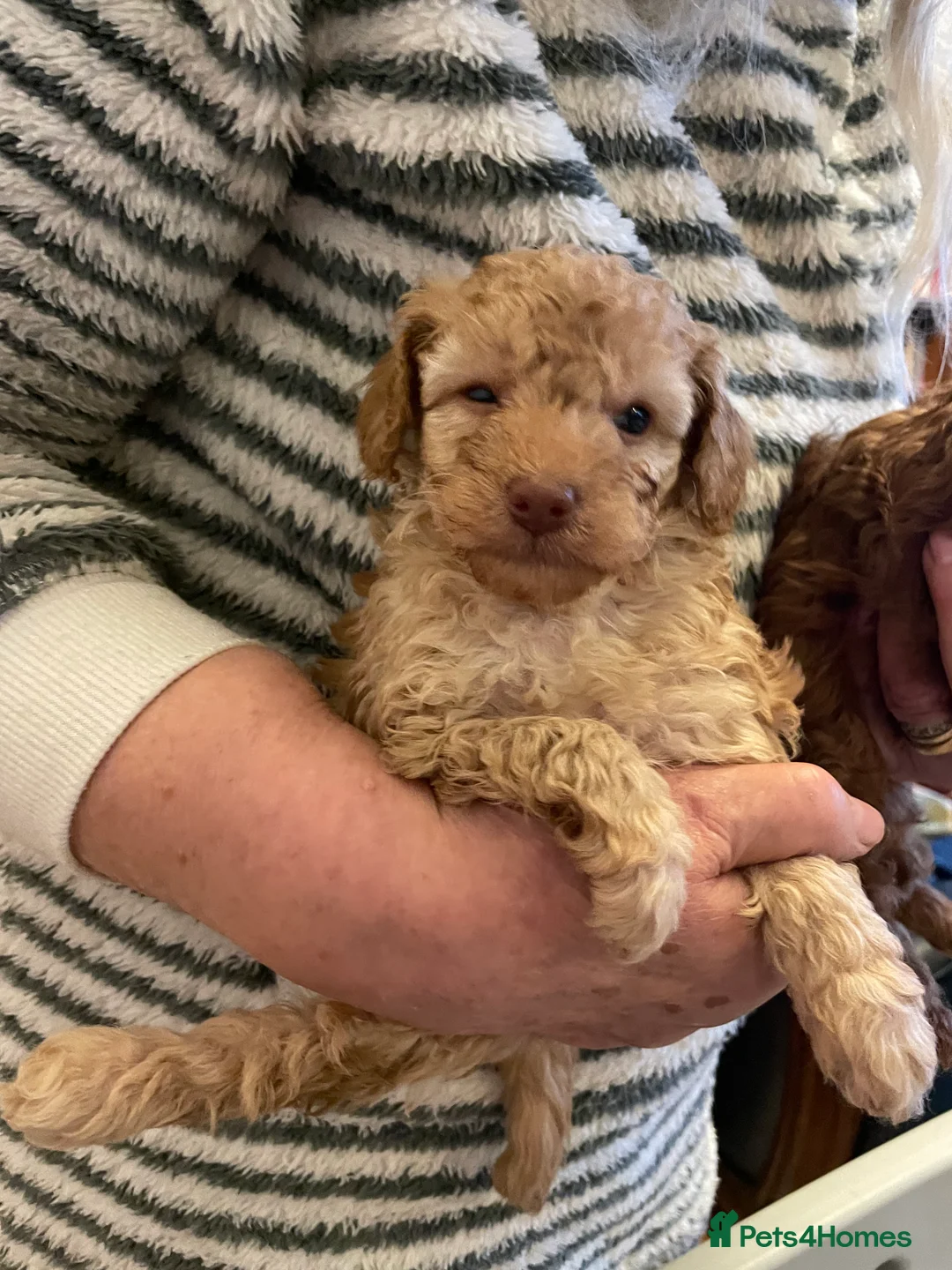 Toy Poodle dogs for sale: Fully Heath tested and checked Toy Poodle puppies - Advert 8