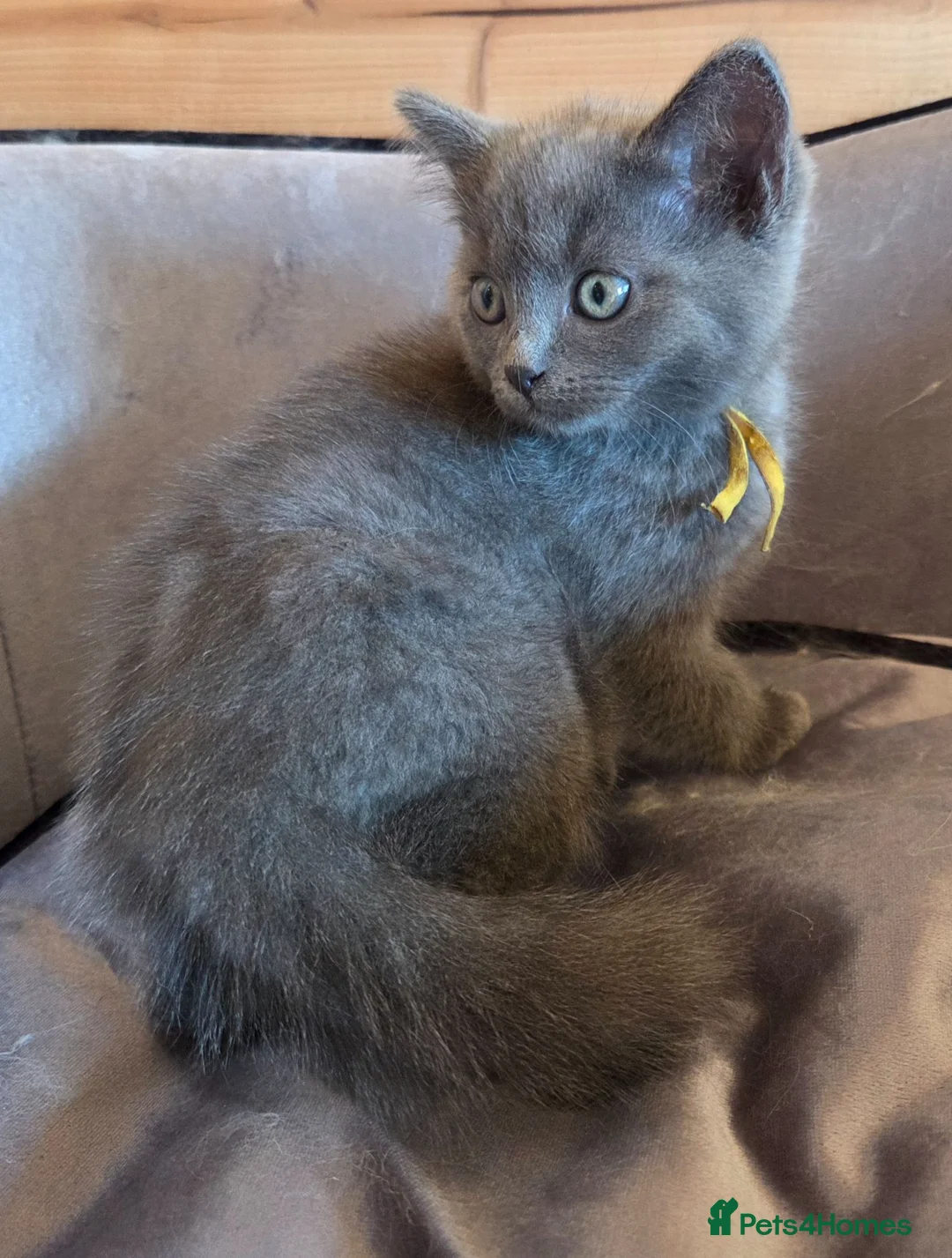 Ragdoll cats for sale: Ragdoll x British Short hair Ready now  - Advert 2