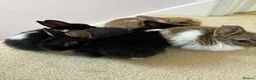 Netherland Dwarf rabbits for sale: Beautiful Netherland Dwarf kits  - Advert 1