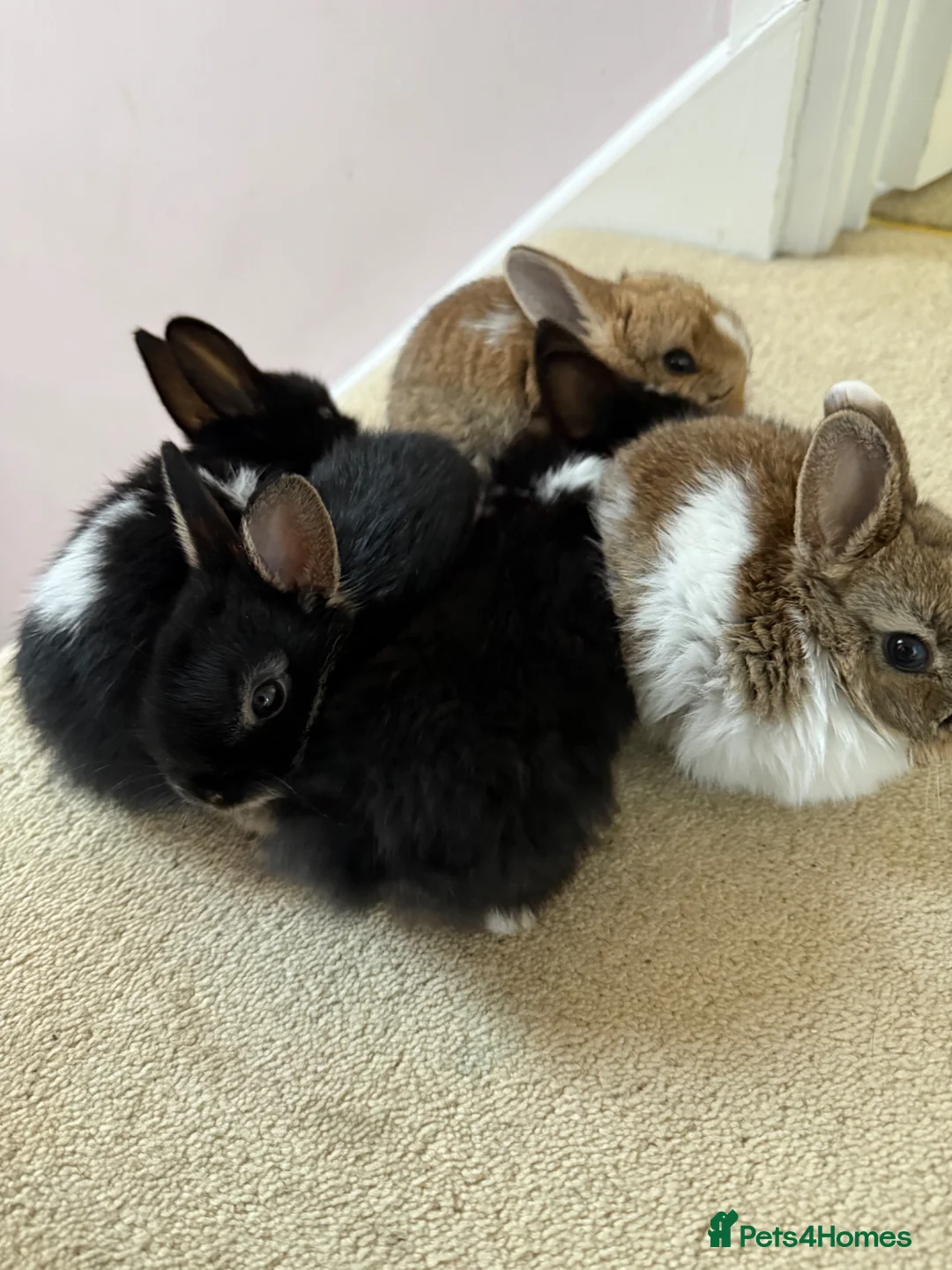 Netherland Dwarf rabbits for sale: Beautiful Netherland Dwarf kits  - Advert 1