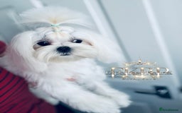 Maltese dogs for stud: ✨Exquisite KC Full Korean Maltese Stud DNA Clear ✨ - Image 10
