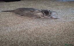 British Shorthair cats for sale: 2 female 4 male kittens  - Image 8