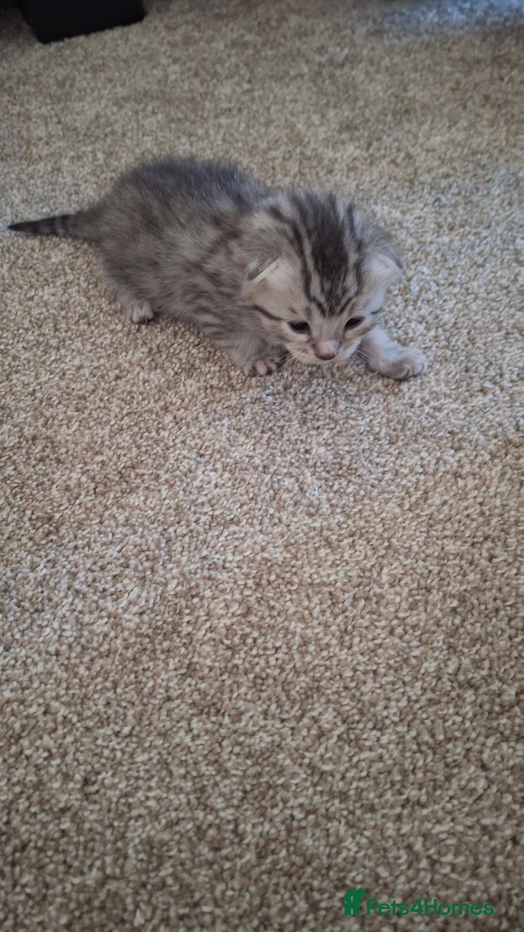 British Shorthair cats for sale: 2 female 4 male kittens  - Image 8