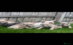 French Bulldog dogs for sale: French bull dog puppys  - Image 1