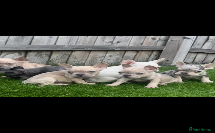French Bulldog dogs - Advert 14