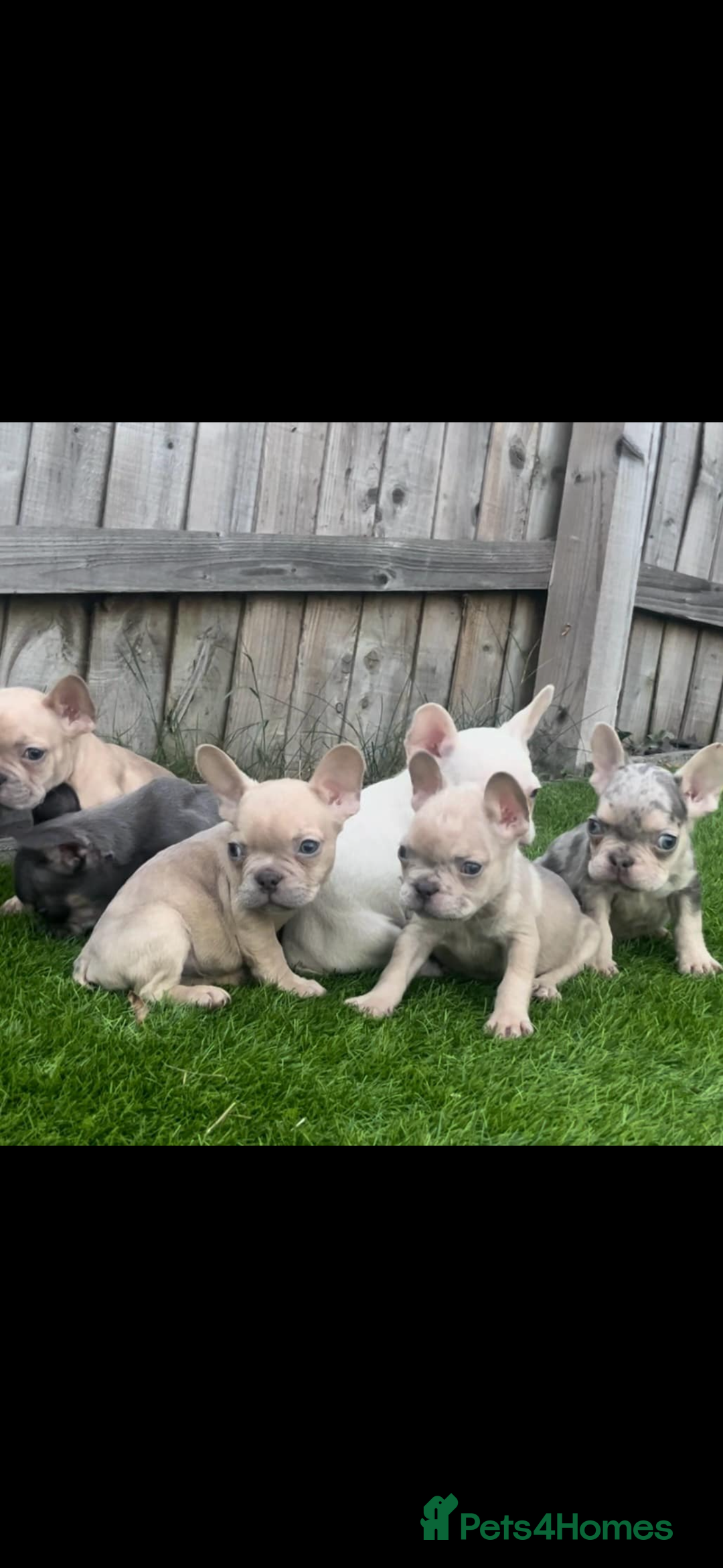 French Bulldog dogs for sale: French bull dog puppys  - Image 1