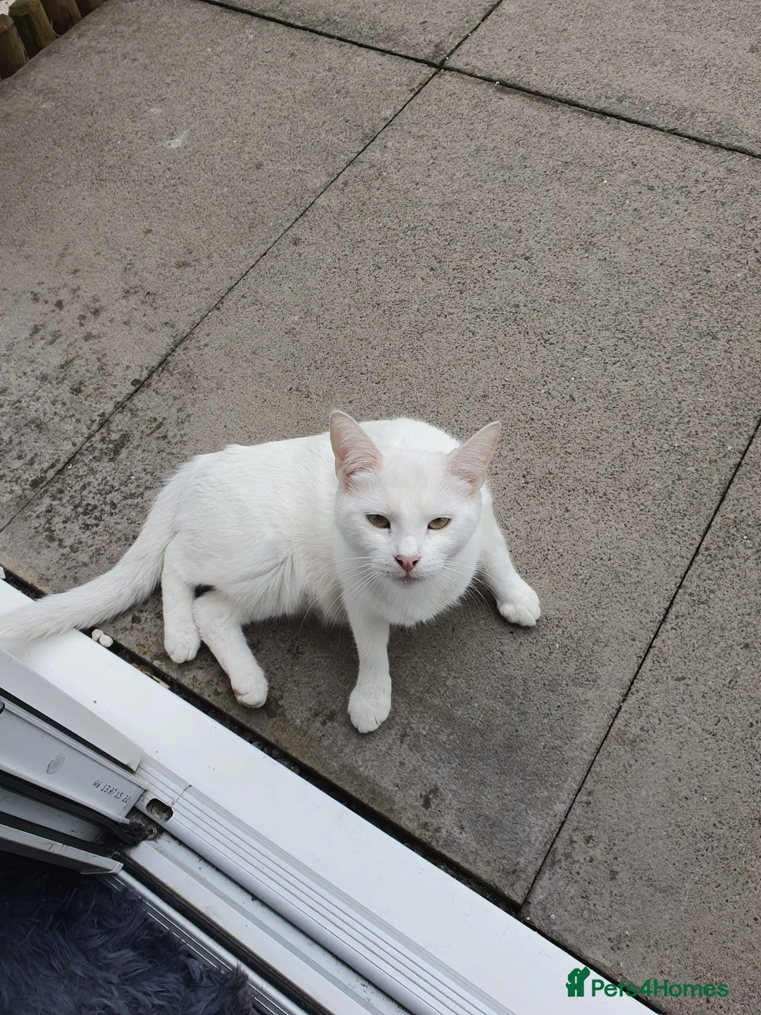 Mixed Breed cats for sale: Kittens.  - Advert 1