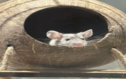 Mouse rodents for sale: Female fancy mouse (URGENT REHOMING) - Image 1