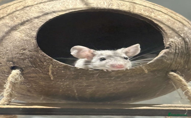 Mouse rodents - Advert 1