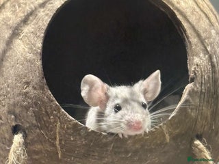 Mouse rodents - Advert 27