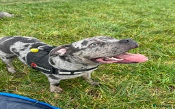 Mixed Breed dogs for sale: Male staff cross - Image 4