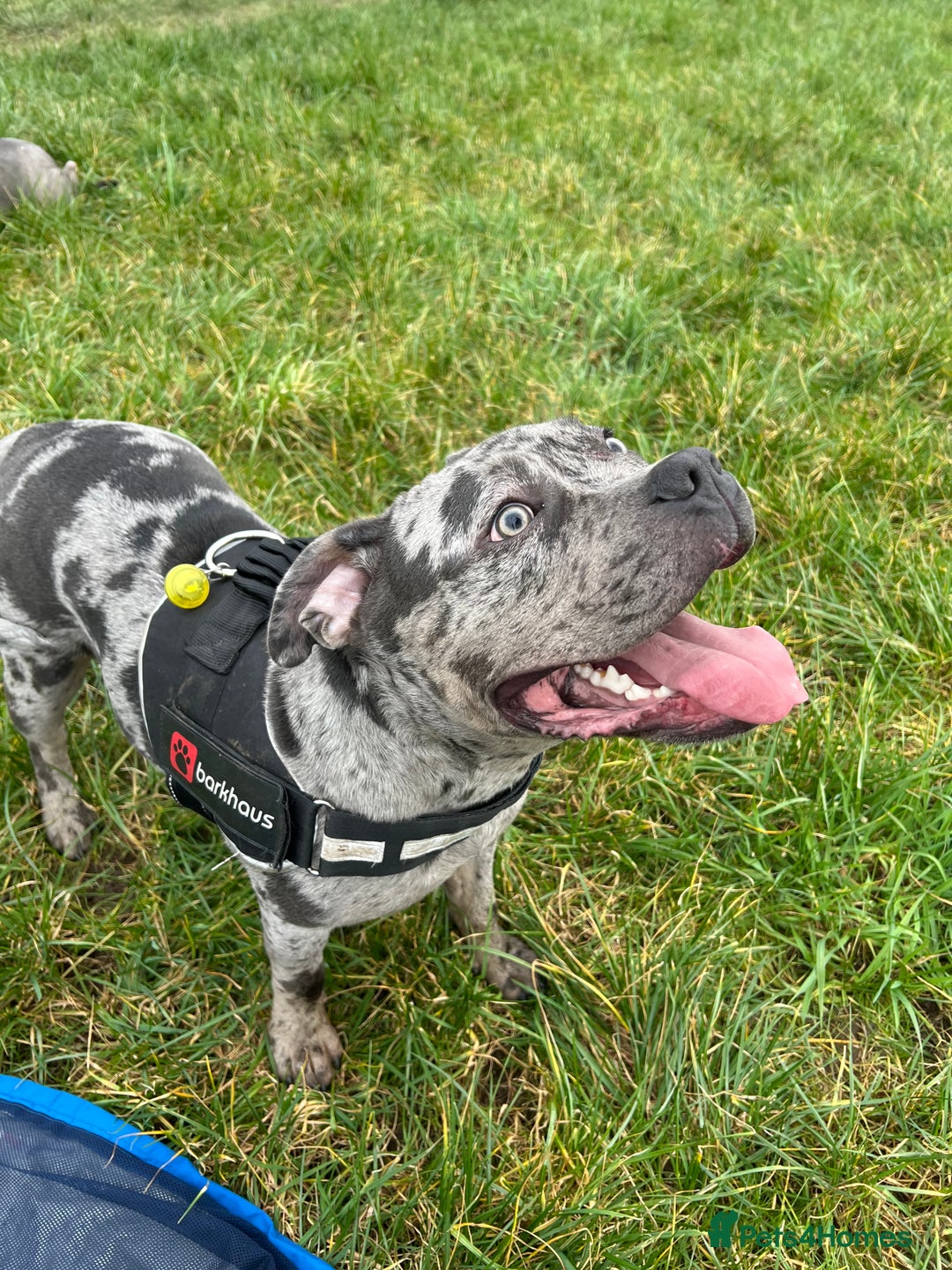 Mixed Breed dogs for sale: Male staff cross - Image 4