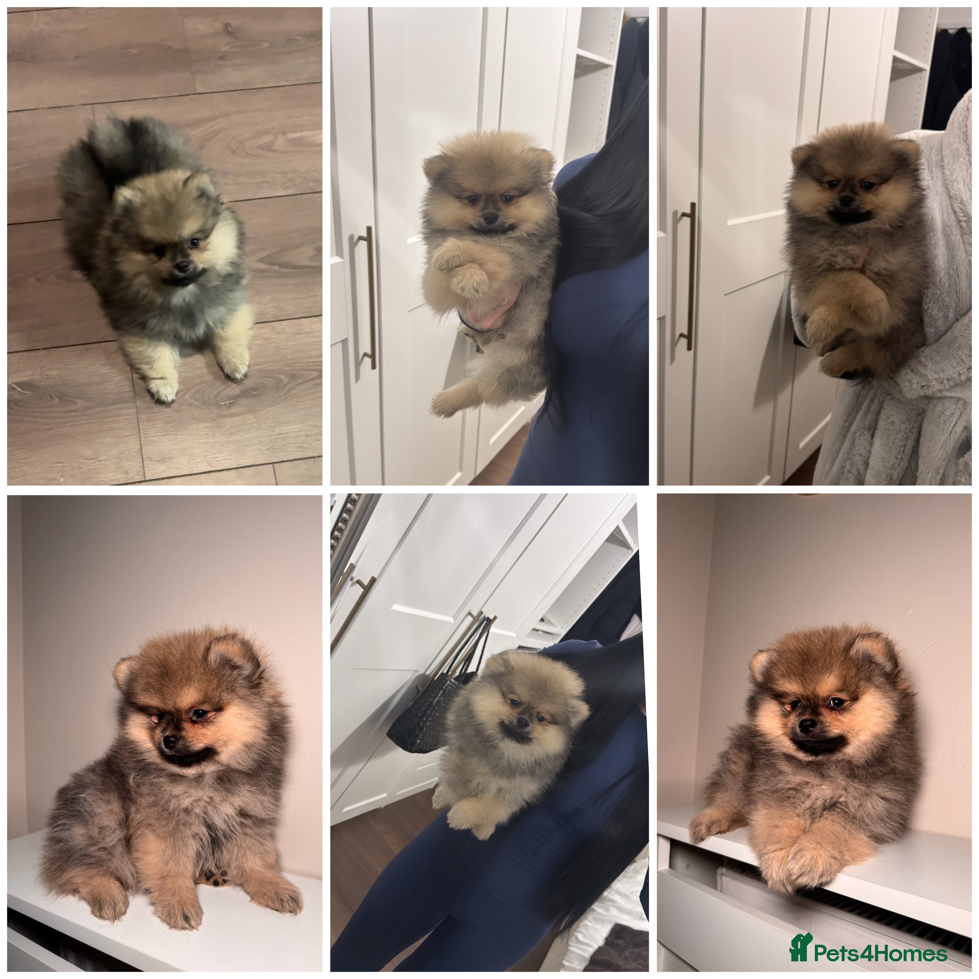 Pomeranian dogs  KC TEDDY POM - Advert 3