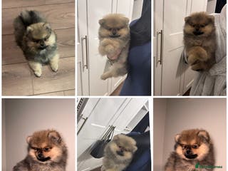 Pomeranian dogs KC TEDDY POM - Advert 3