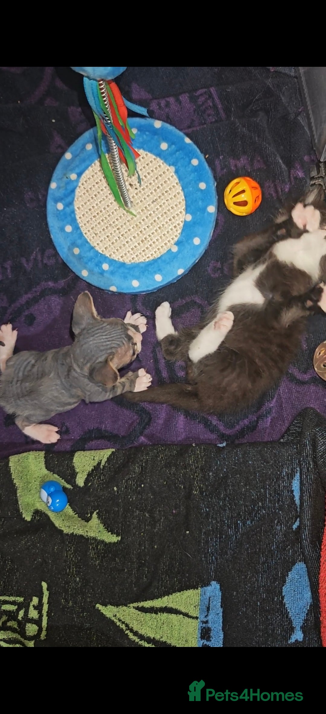 Mixed Breed cats for sale: Beautiful kittens  - Advert 4