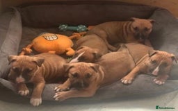 English Bull Terrier dogs for stud: Proven Bull Terrier studs x 2 - Image 8