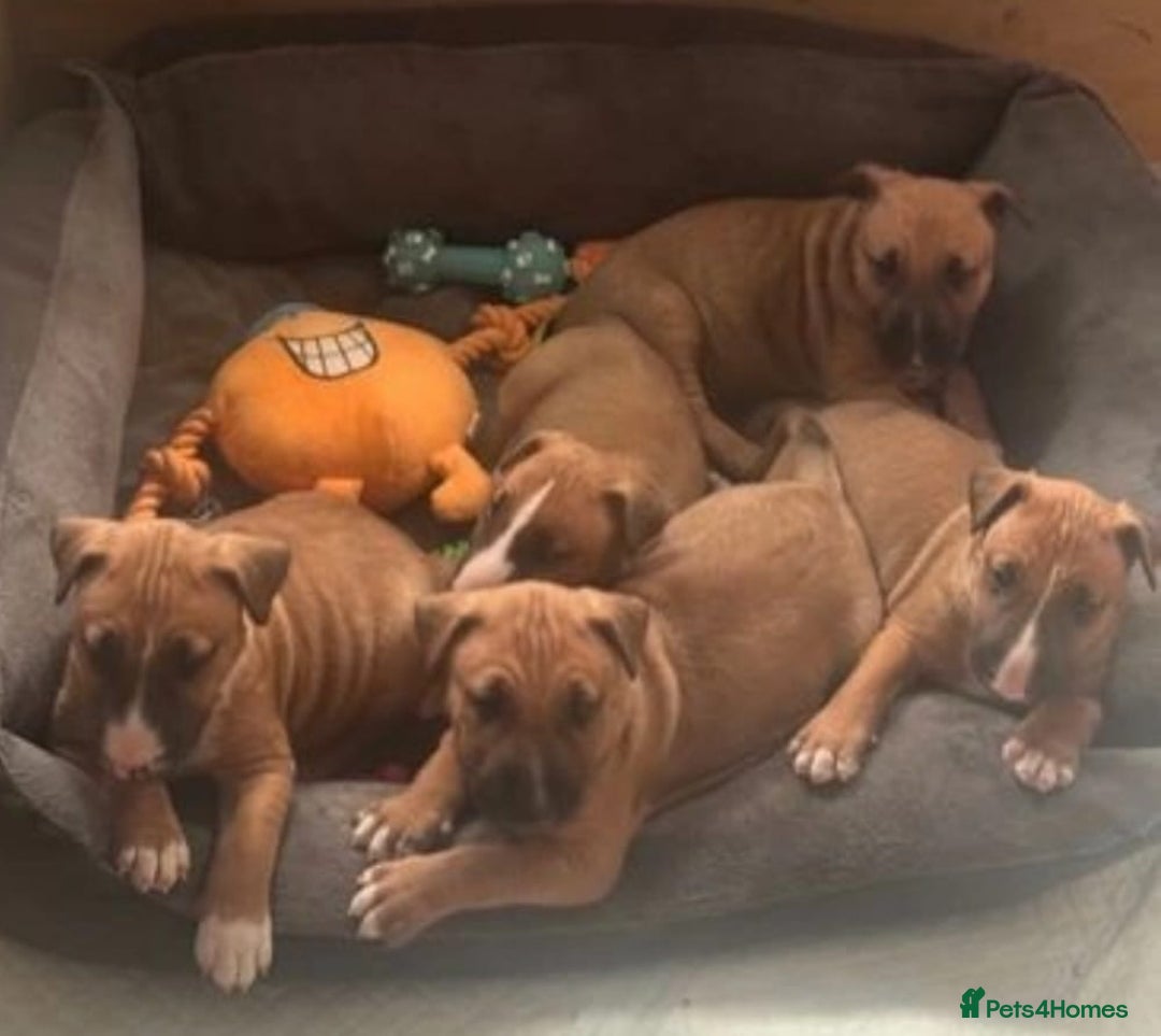 English Bull Terrier dogs for stud: Proven Bull Terrier studs x 2 - Image 8
