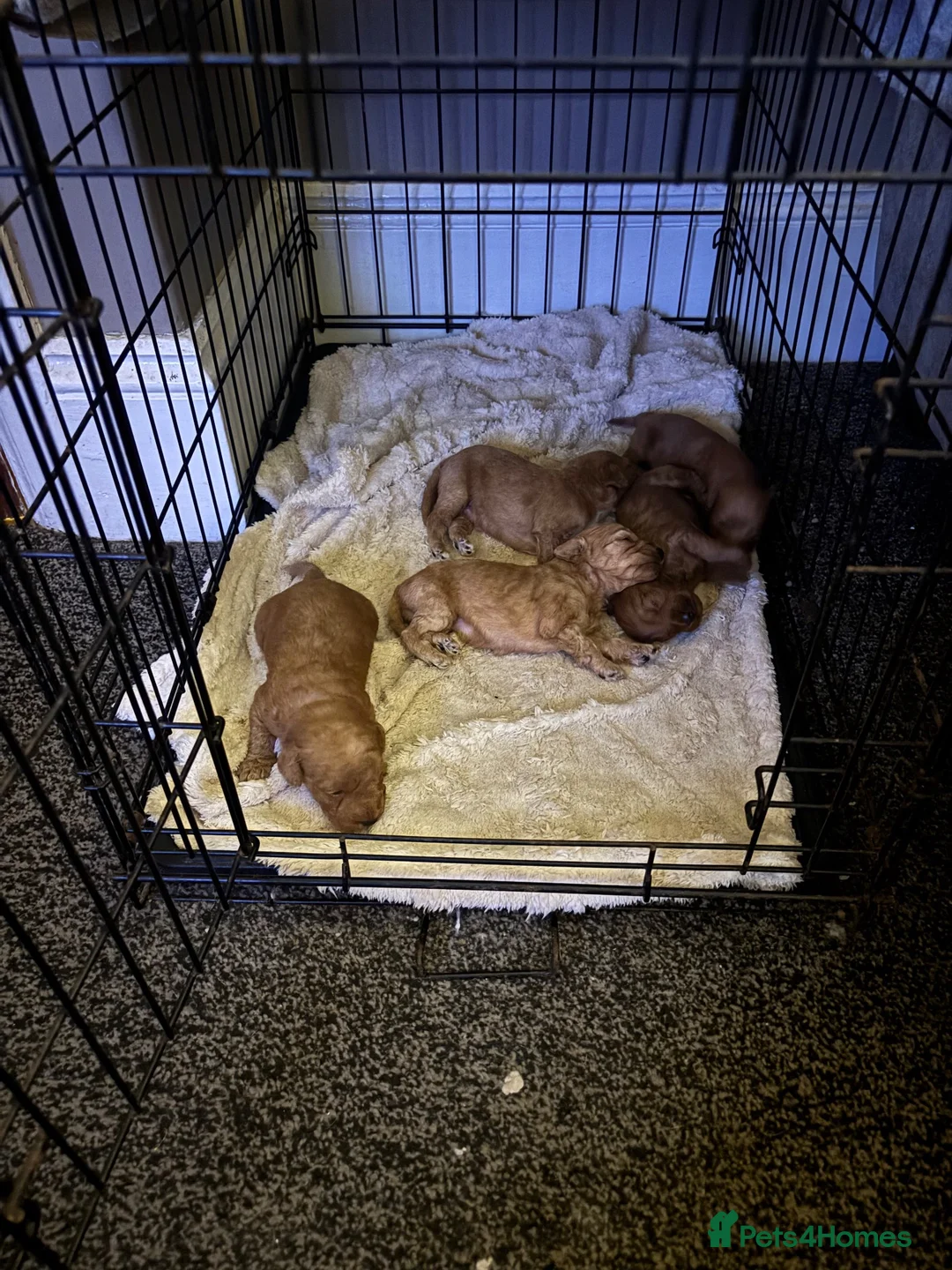 Mixed Breed dogs for sale: 4 beautiful cocapoo/labradoodle girls in Selby - Advert 9