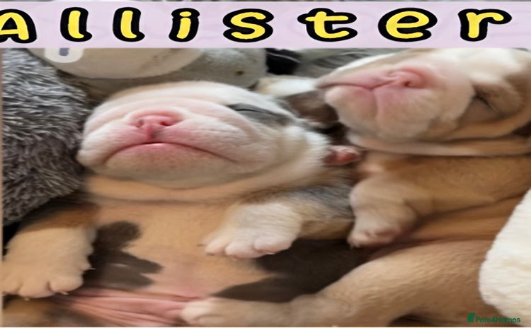English Bulldog dogs - Advert 5