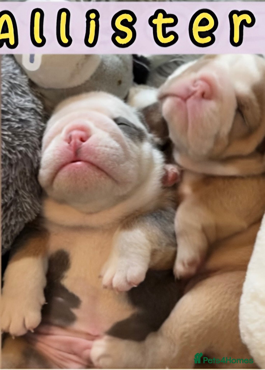 English Bulldog dogs for sale: English bulldogs pup - Advert 3