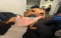 Dachshund dogs for sale: 2 7 month old boys  - Advert 2