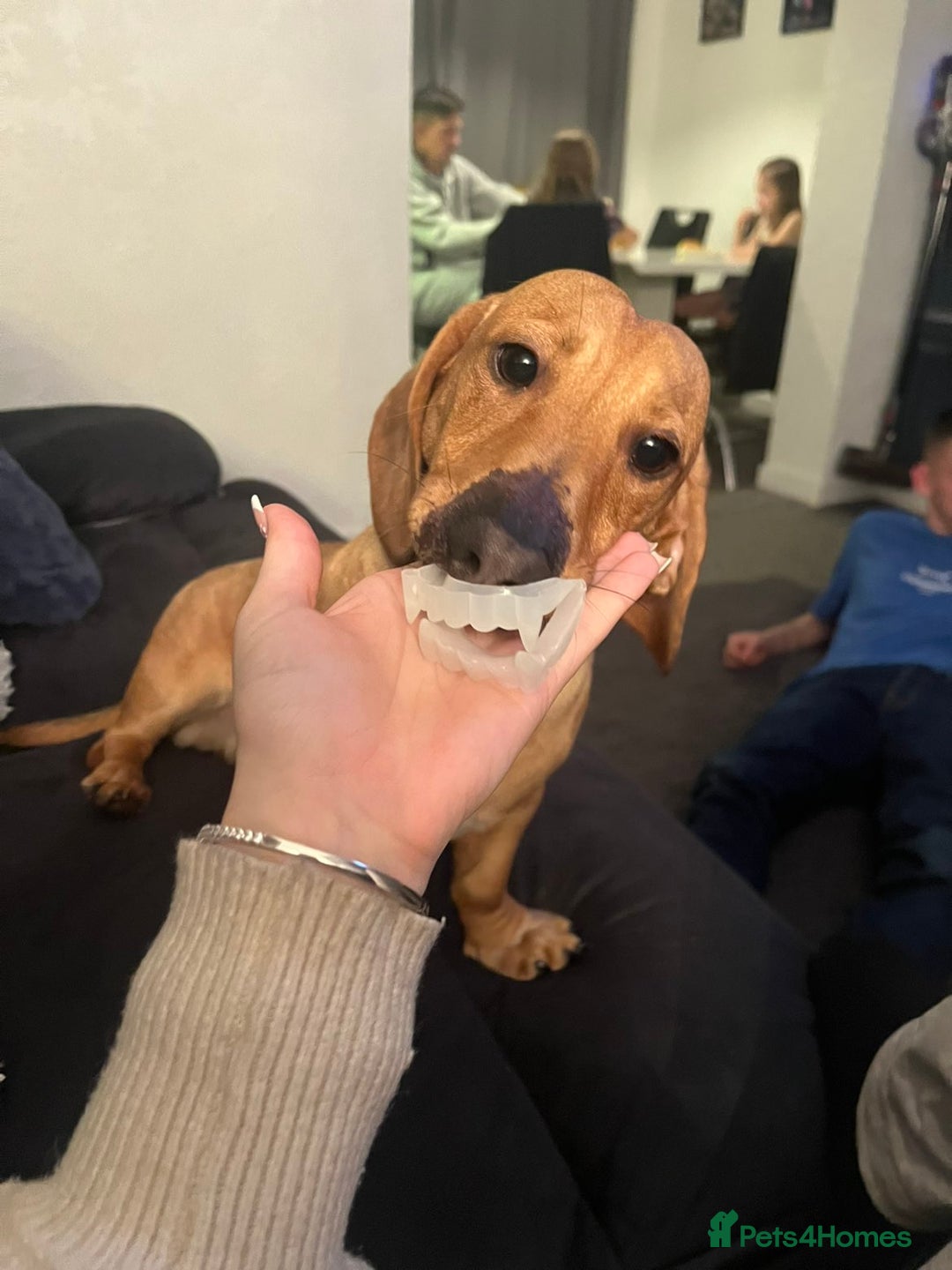 Dachshund dogs for sale: 2 7 month old boys  - Advert 2