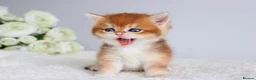 Scottish Fold cats for sale: Rare & Exclusive Golden Chinchilla Babies  - Advert 8