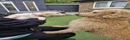 Labradoodle dogs for stud: Tatum in Glasgow - Advert 4