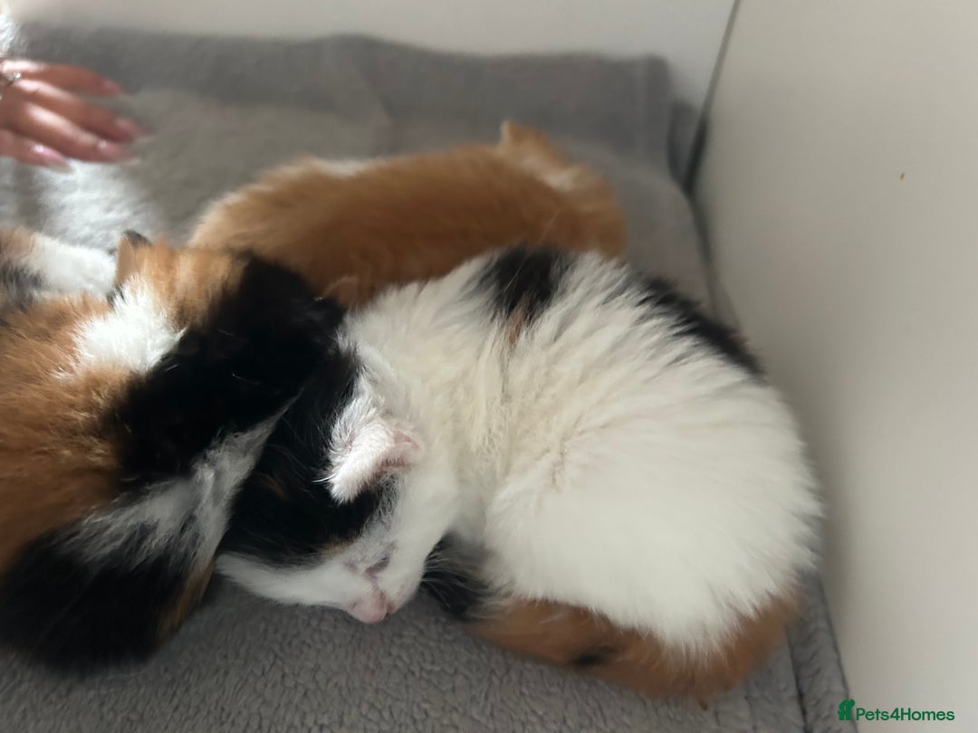 Mixed Breed cats for sale: 3 kittens for sale  - Image 4