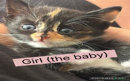 American Shorthair cats for sale: Cute playful kittens  - Image 1