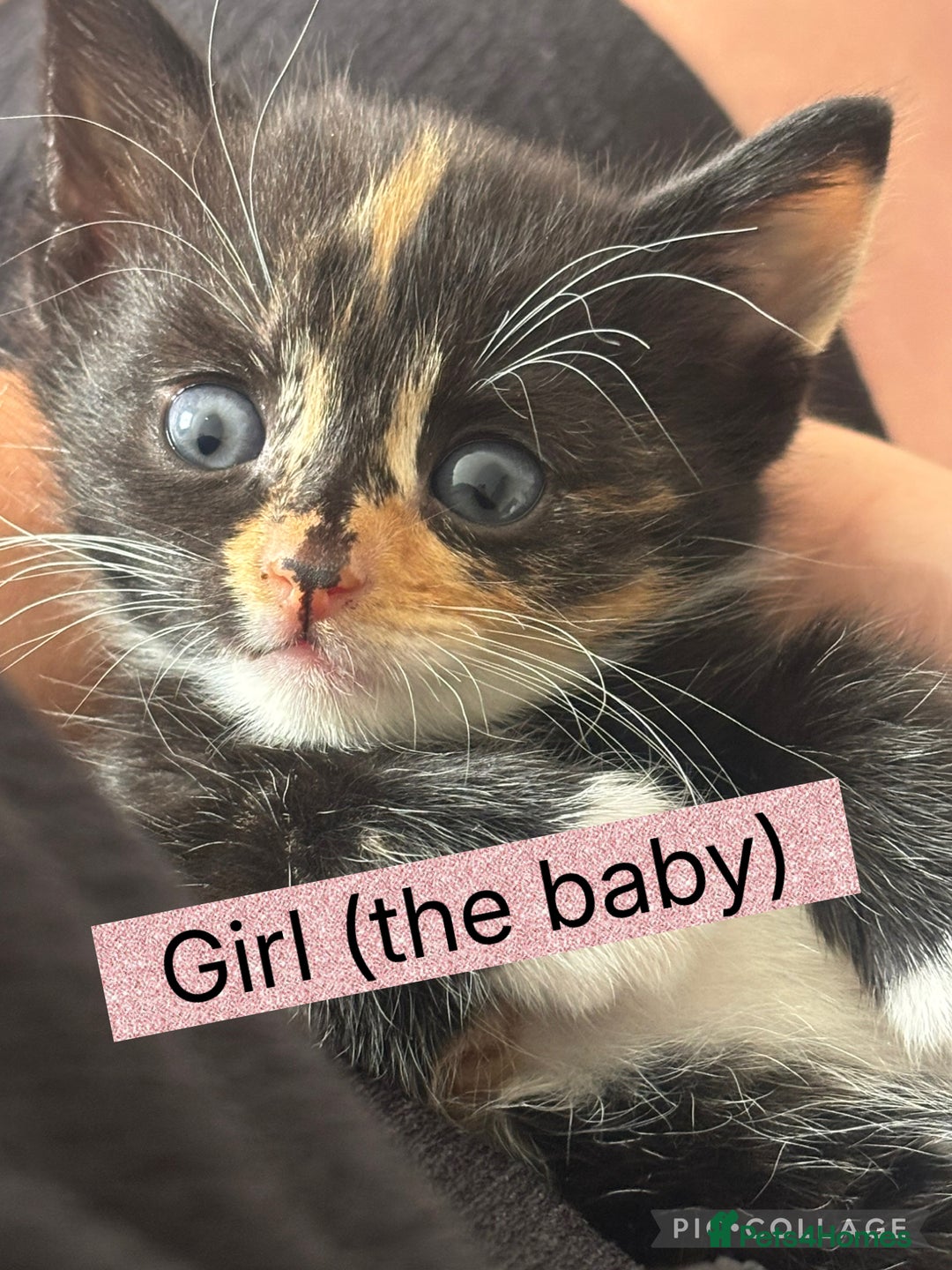 American Shorthair cats for sale: Cute playful kittens  - Image 1