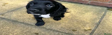 Cocker Spaniel 1