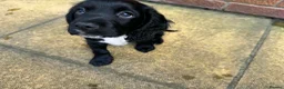 Cocker Spaniel dogs for sale: Ready to go🩵 2 cocker spaniel puppies - Advert 2
