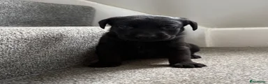 Labrador Retriever 1