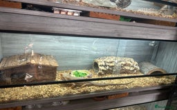 Bearded Dragon reptiles for sale: 1 lovely orange male bearded dragon  - Image 6
