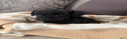 Chipoo dogs for sale: Tiny beautiful brave chipoos  - Advert 8