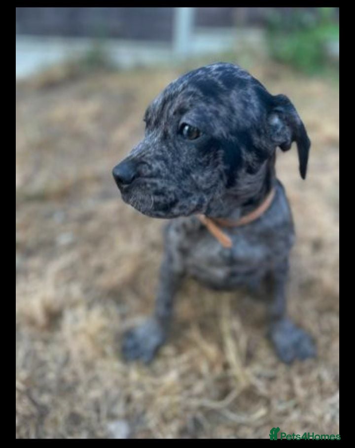Mixed Breed dogs Labrador x french bull puppy mix MERLE COAT  - Advert 1