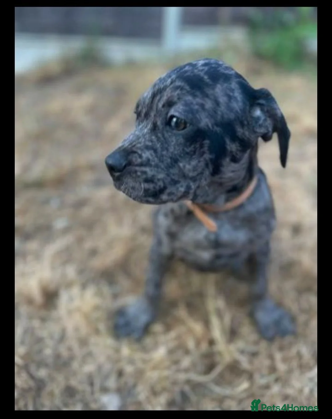 Mixed Breed dogs for sale: Labrador x french bull puppy mix MERLE COAT  - Advert 1