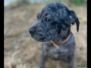 Mixed Breed dogs Labrador x french bull puppy mix MERLE COAT - Advert 1