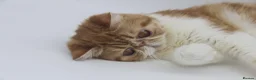 Exotic cats for sale: Beautiful young quirky exotic shorthair female - Advert 3