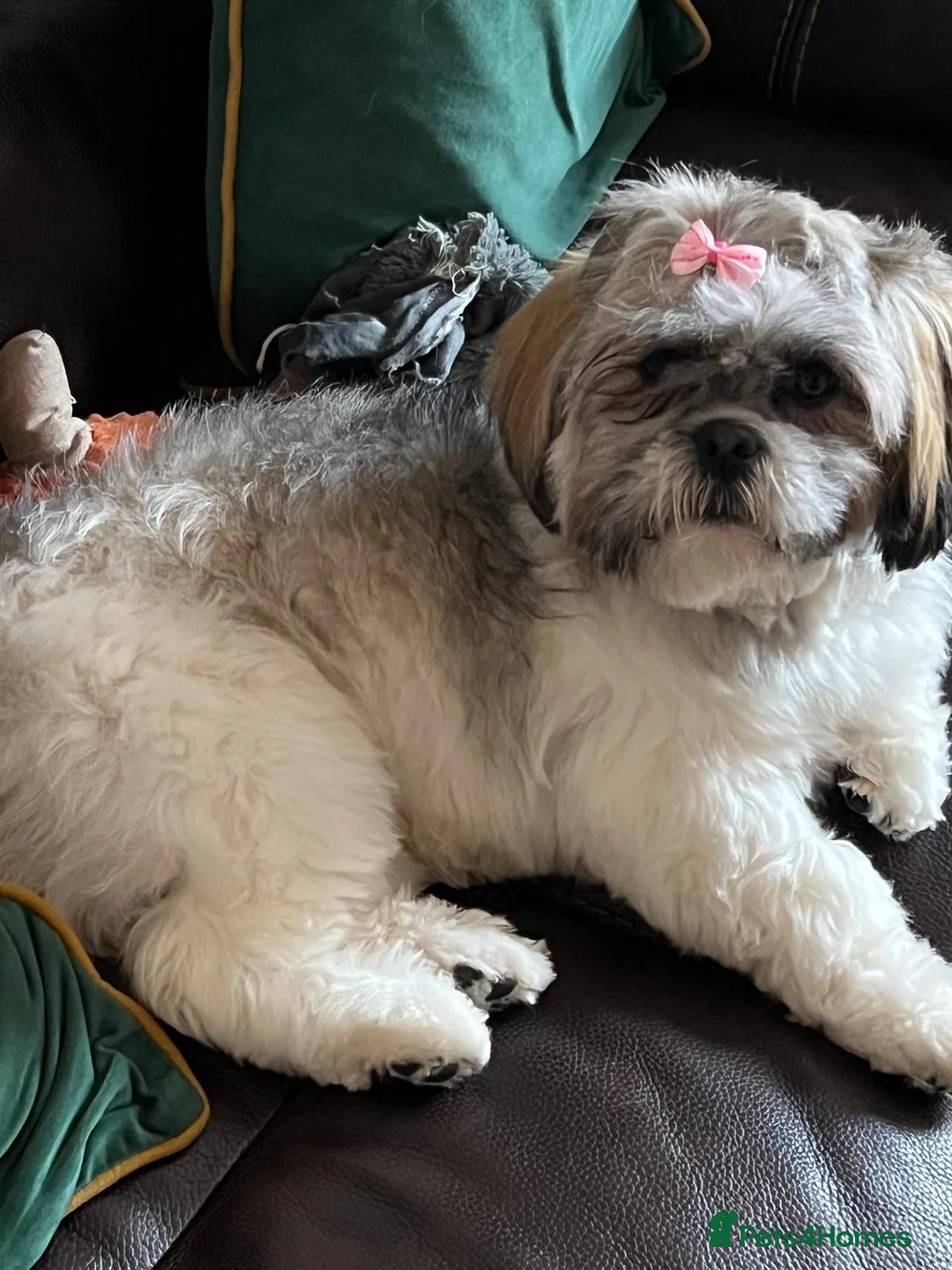 Lhasa Apso dogs for sale: 2 Lhasa Apso puppies  in Edinburgh - Advert 1