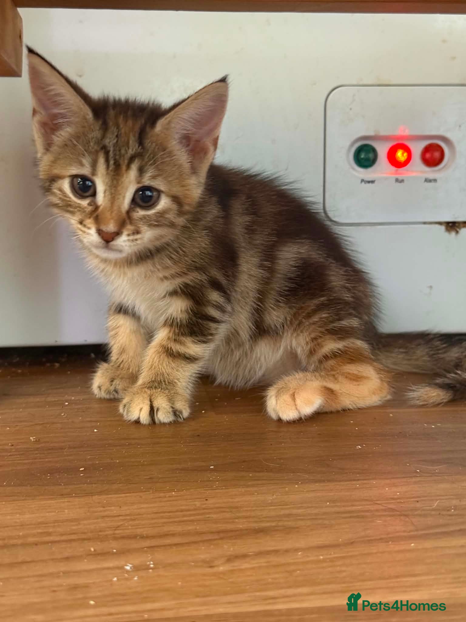 Norwegian Forest Cat cats 2 female stunning half Norwegian kittens left - Advert 13
