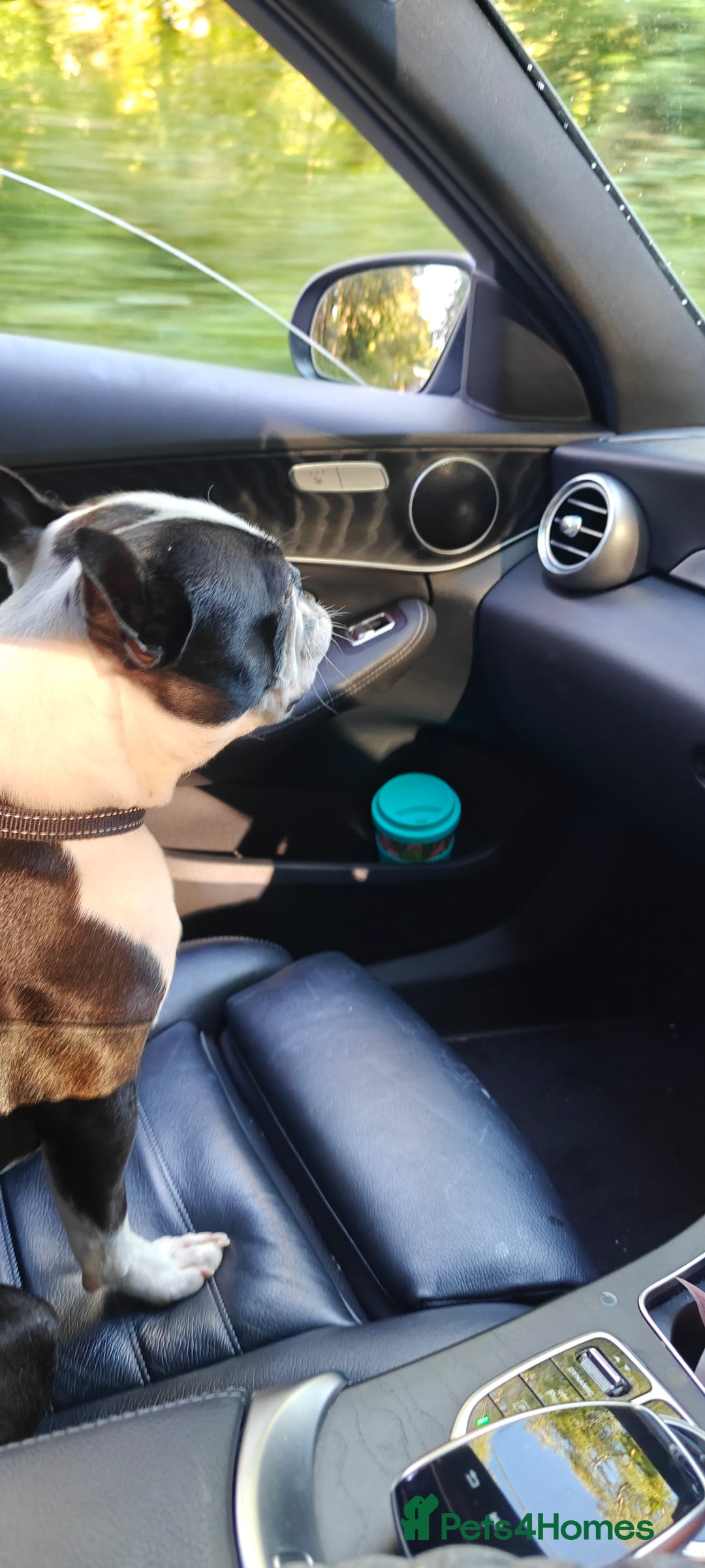 Boston Terrier dogs for sale: Boston Terrier Sir Bobby - Image 2