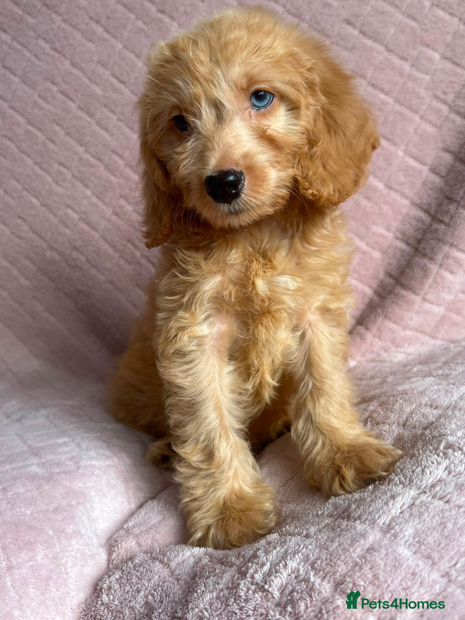 Cockapoo dogs  Cockapoo puppies  - Advert 1