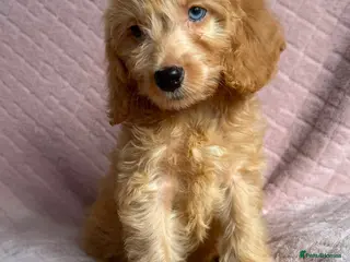 Cockapoo dogs Cockapoo puppies - Advert 1
