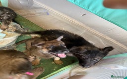 Mixed Breed dogs for sale: German shepherd x Belgian Malinois - Image 2