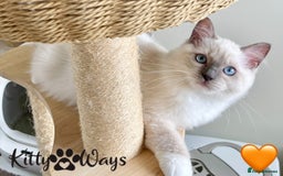 Ragdoll cats for sale: 🐾🩷*TICA REG* EU RAGDOLL KITTENS🌟 DNA CLEAR 🩵🐾 - Image 4