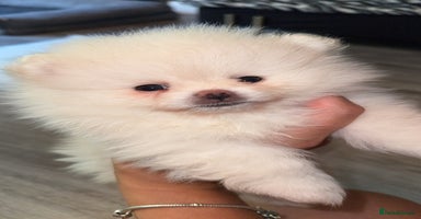 Pomeranian dogs - Advert 10